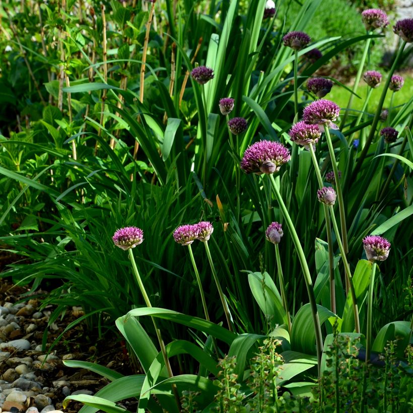 Allium Ostara em sementes (Hábito)