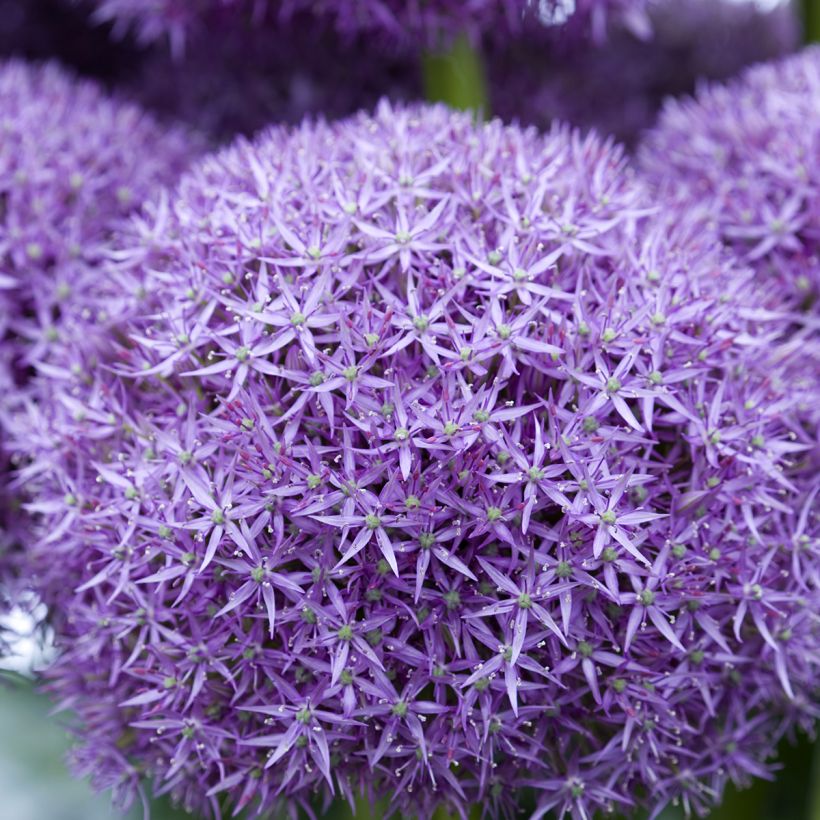 Allium Pinball Wizard em sementes (Floração)