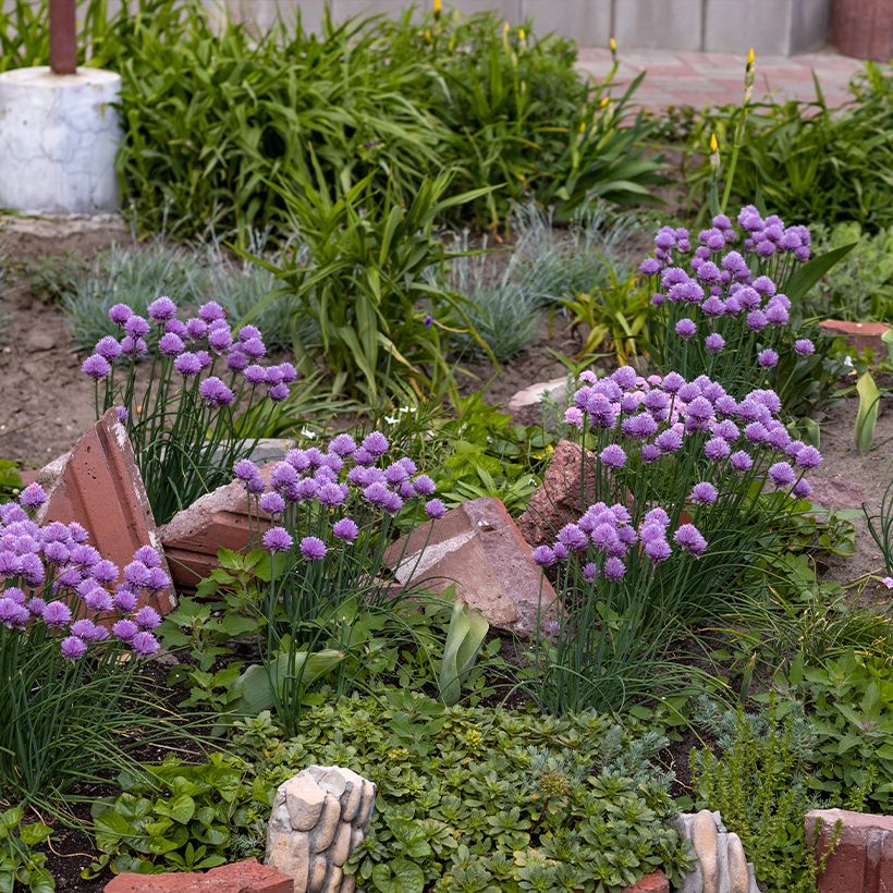 Allium Serendipity (Hábito)