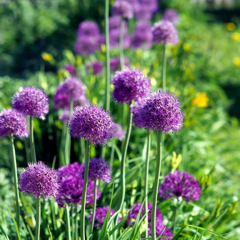 Allium aflatunense Purple Sensation (Hábito)