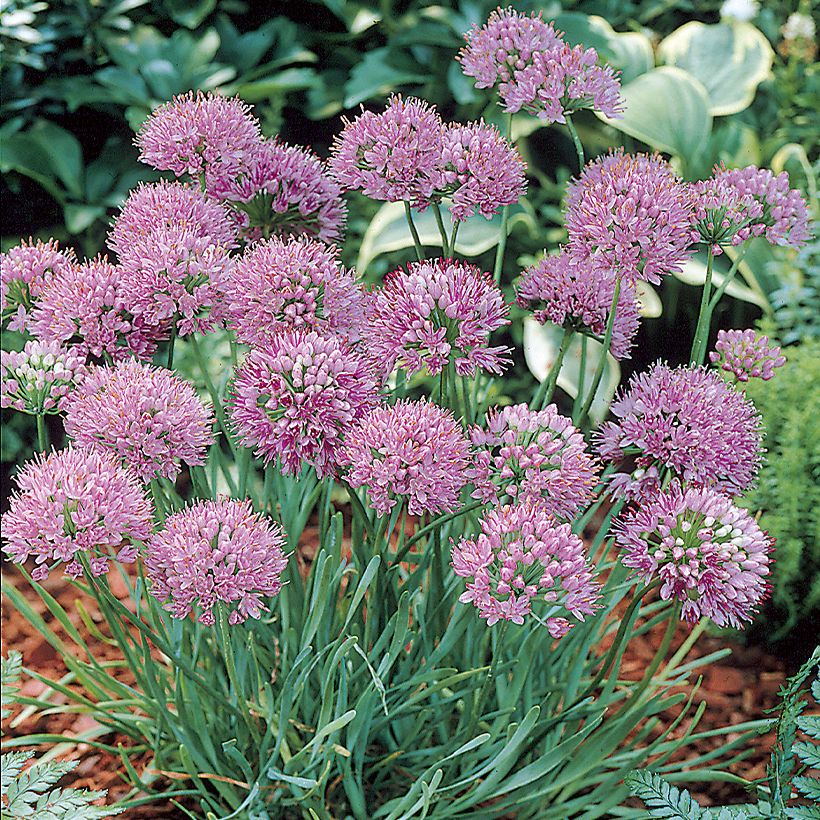 Allium angulosum (Hábito)