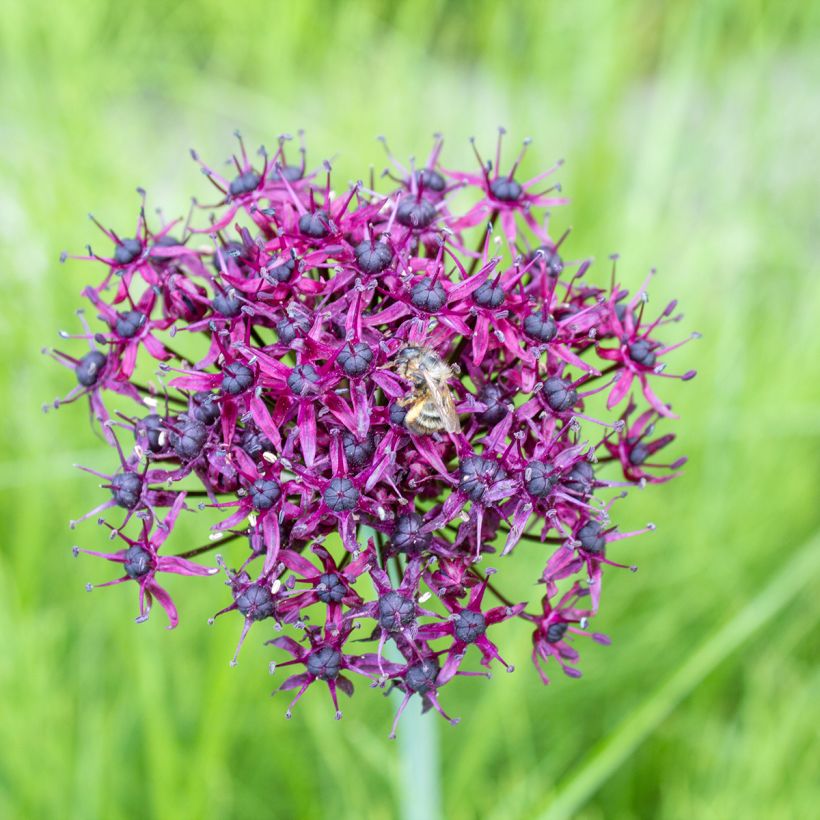 Allium atropurpureum (Floração)
