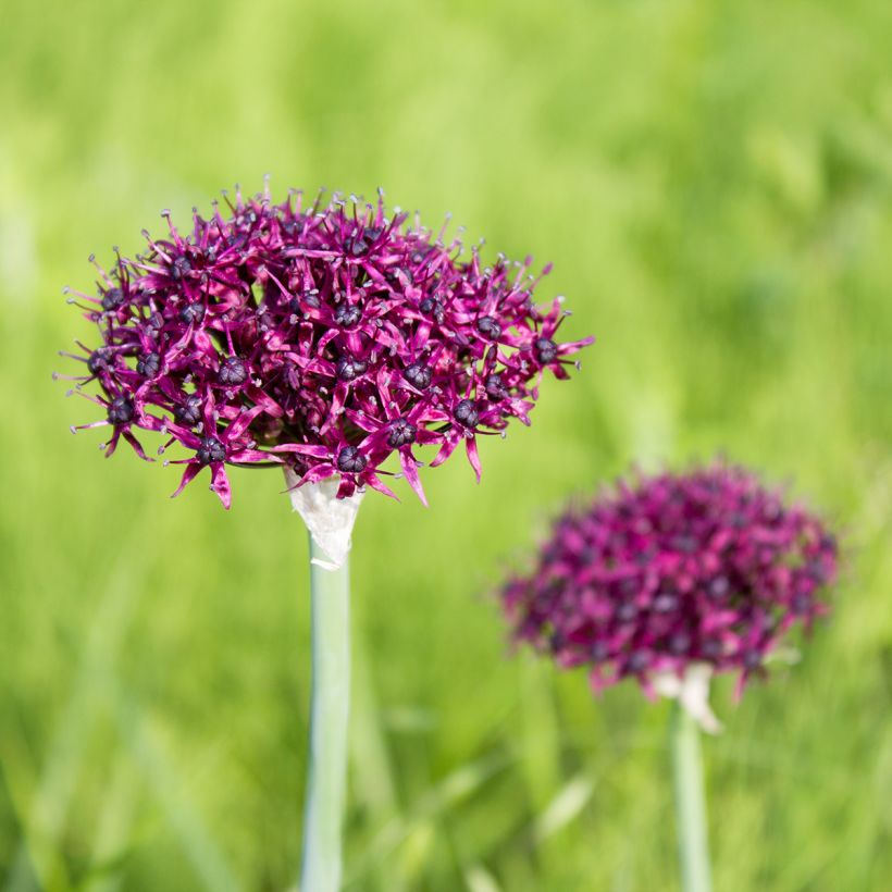 Allium atropurpureum (Hábito)