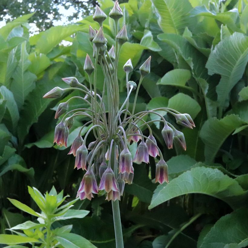 Allium siculum subsp. dioscoridis (Floração)
