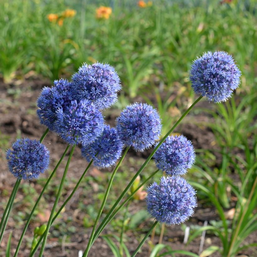 Allium caeruleum em sementes (Hábito)