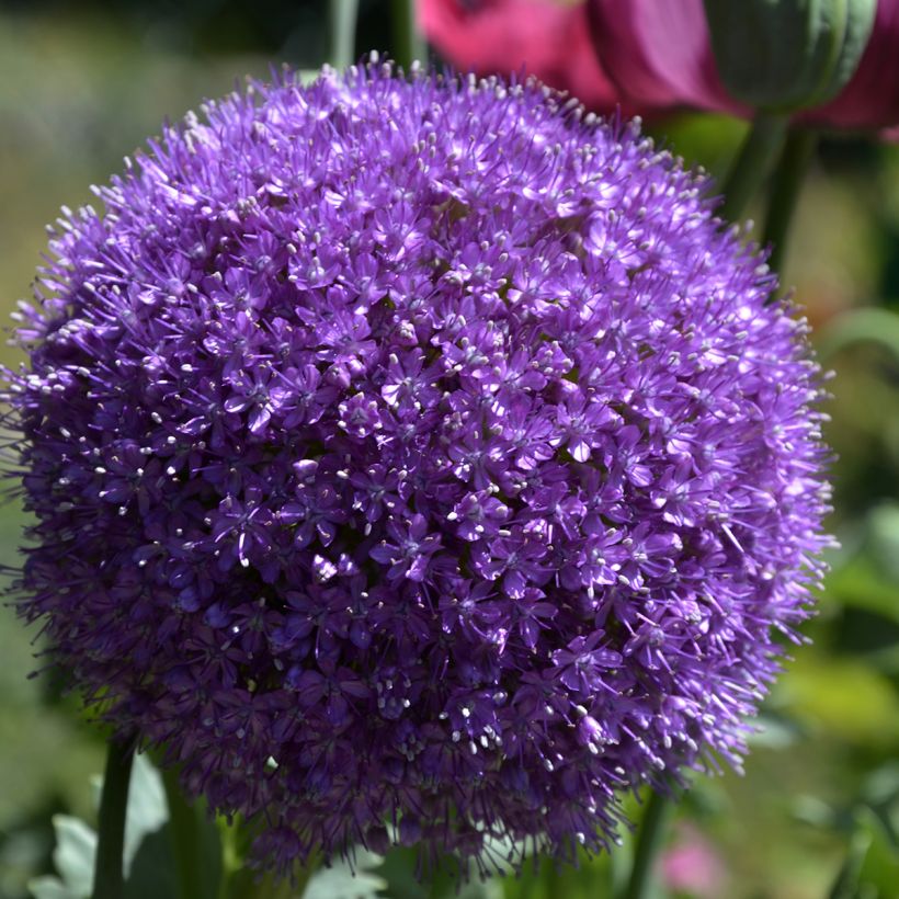 Allium giganteum (Floração)