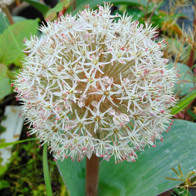 Allium karataviense (Floração)