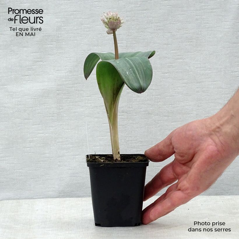 Amostra de Allium karataviense Vaso de 12 cm/13 cm tal como entregue na primavera