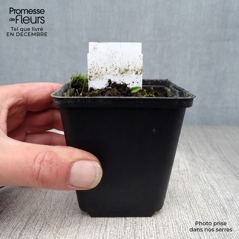 Amostra de Allium karataviense - Ail d'ornement du Turkestan Vaso de 12 cm/13 cm tal como entregue no inverno