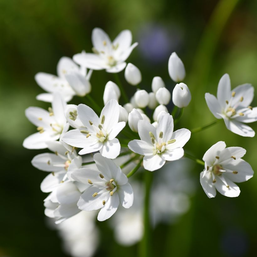 Allium neapolitanum Groupe Cowanii (Floração)