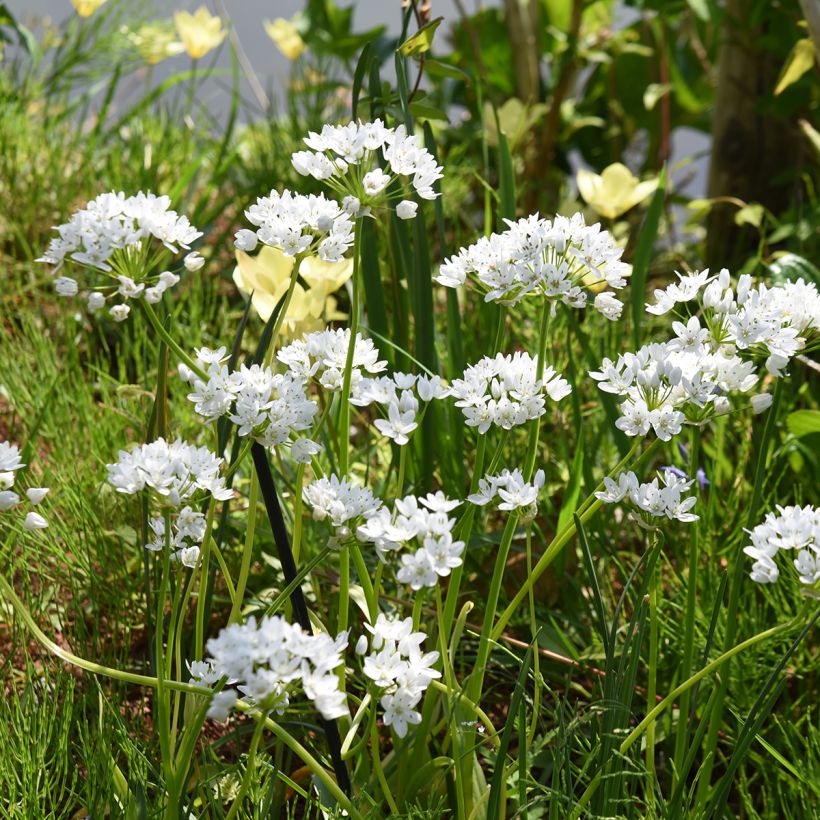 Allium neapolitanum Groupe Cowanii (Hábito)