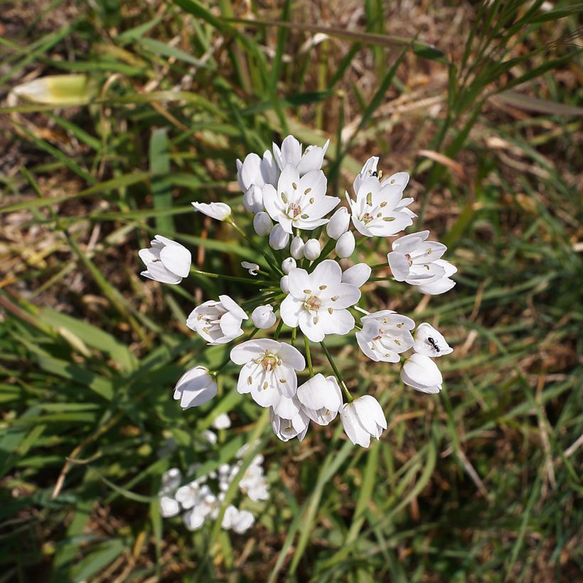 Allium neapolitanum (Floração)