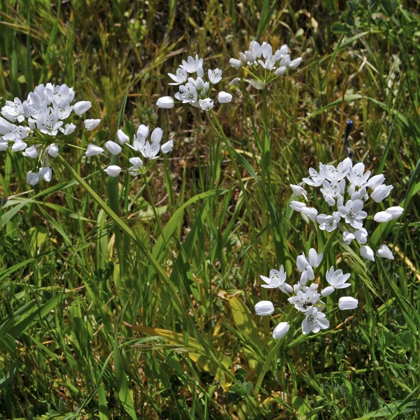 Allium neapolitanum (Hábito)