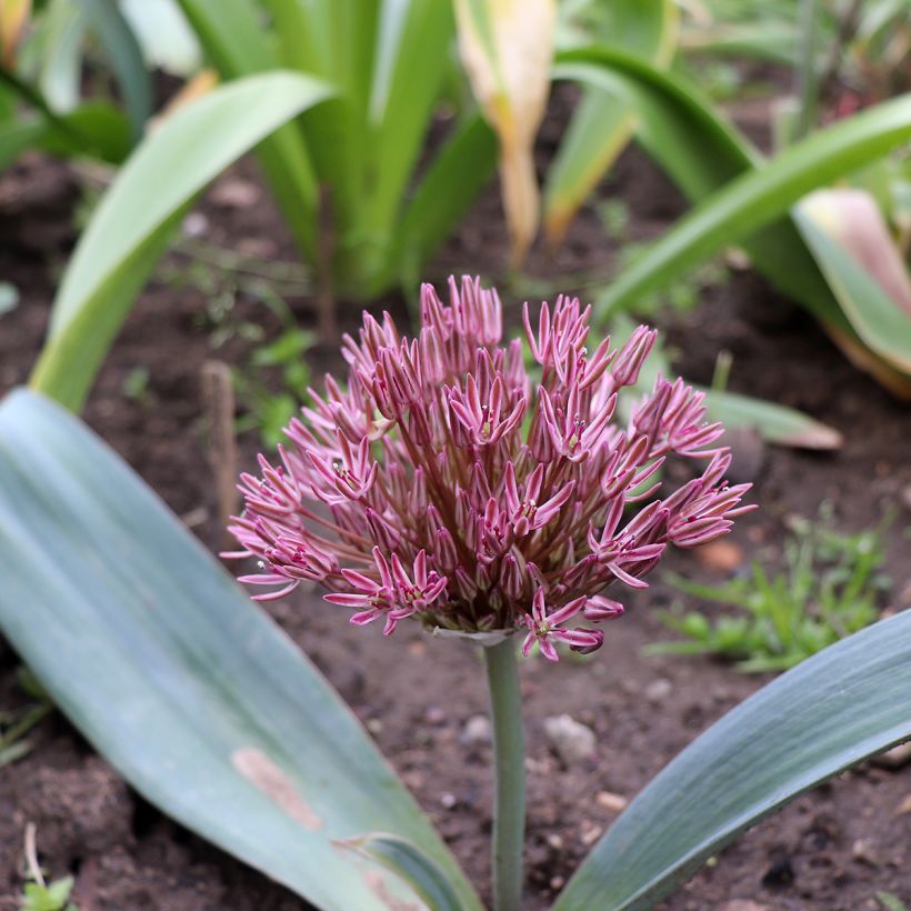 Allium nevskianum (Hábito)