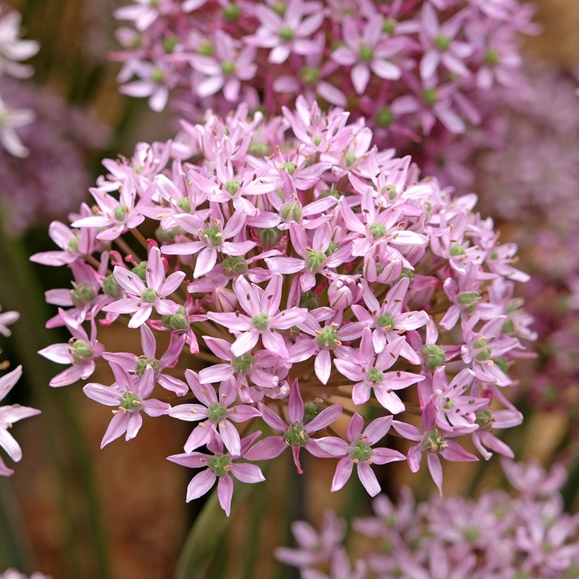 Allium nigrum Pink Jewel (Floração)