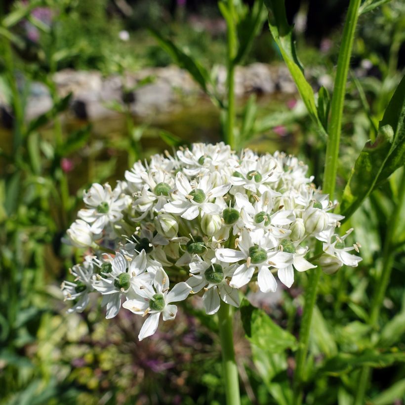Allium nigrum subsp. multibulbosum (Floração)