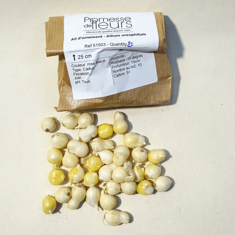 Exemplo de amostra de Ail d'ornement - Allium oreophilum Bulbo size 3 tal como entregue