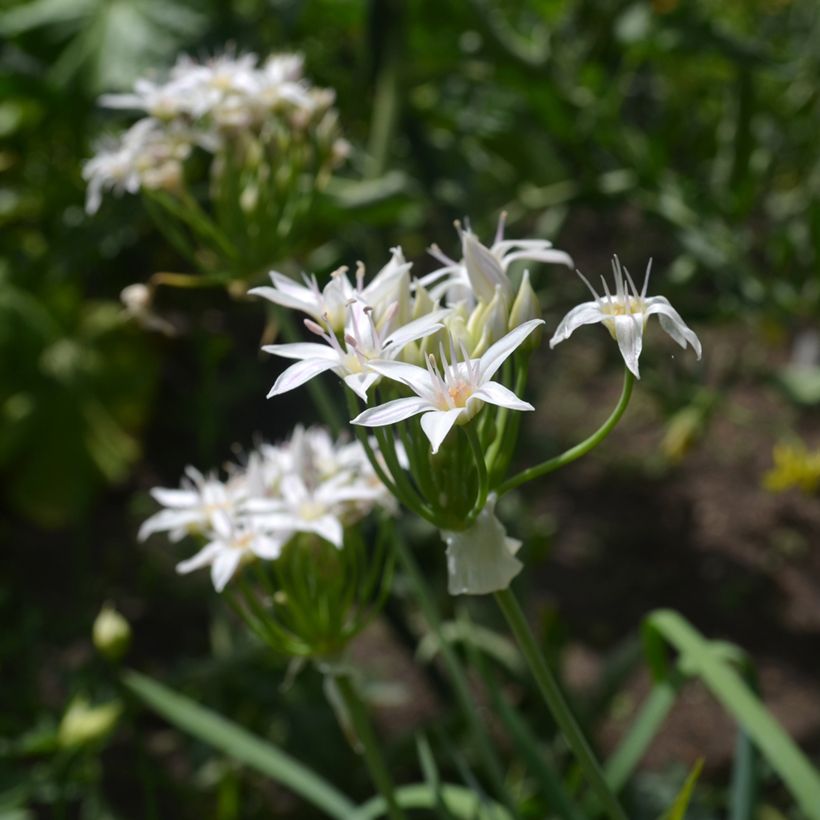 Allium plummerae (Floração)