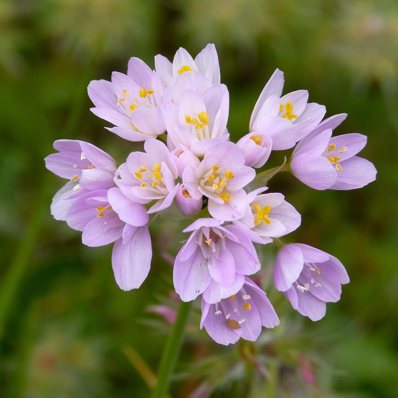 Allium roseum (Floração)