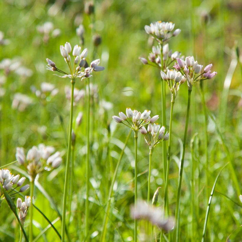 Allium roseum (Hábito)