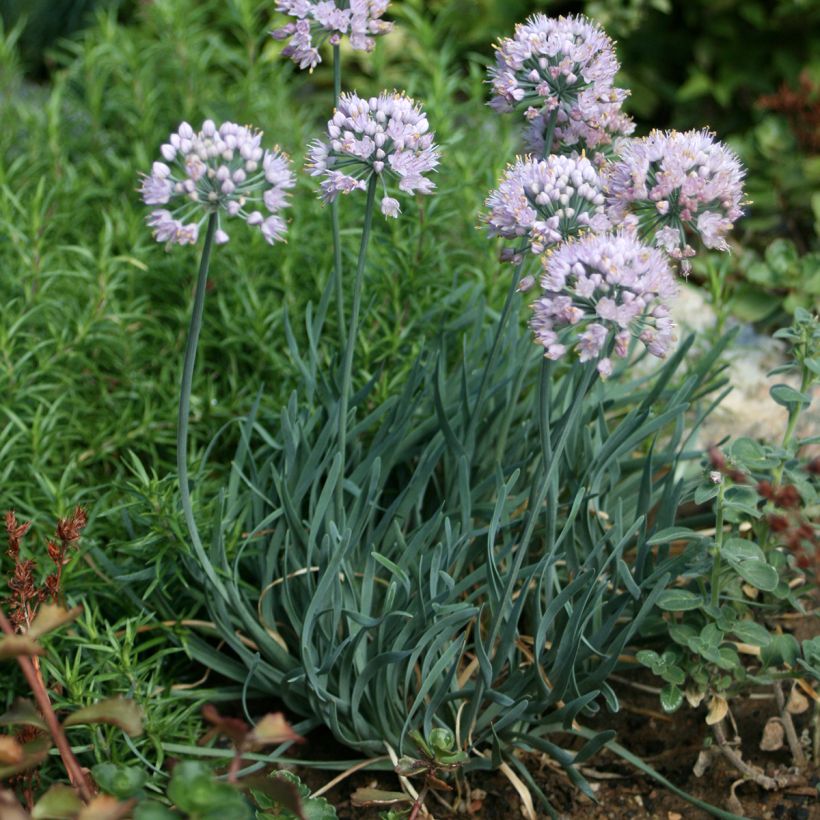 Allium senescens Lisa Blue (Hábito)