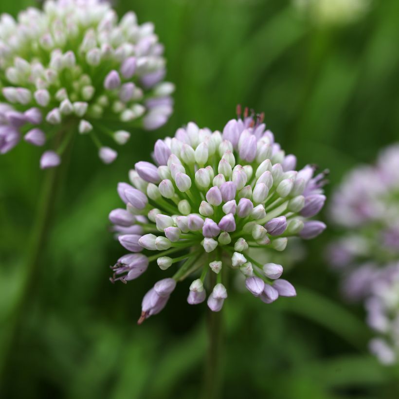 Allium senescens subsp. montanum Summer Beauty (Floração)