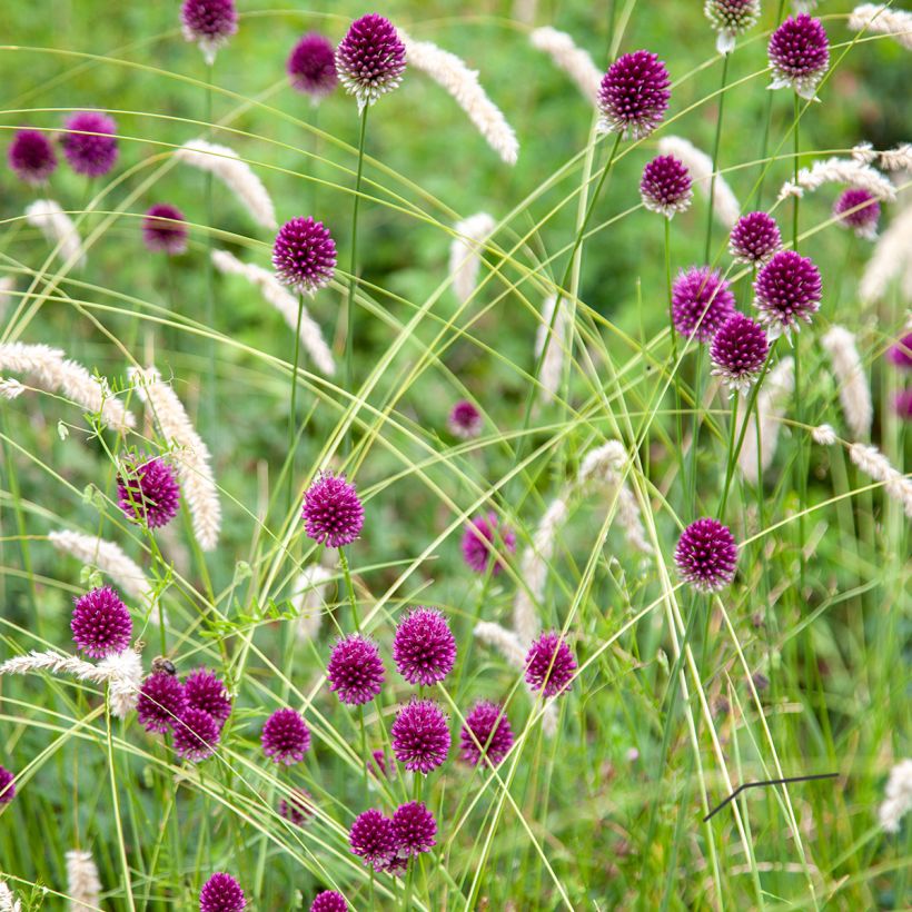 Allium sphaerocephalon (Hábito)