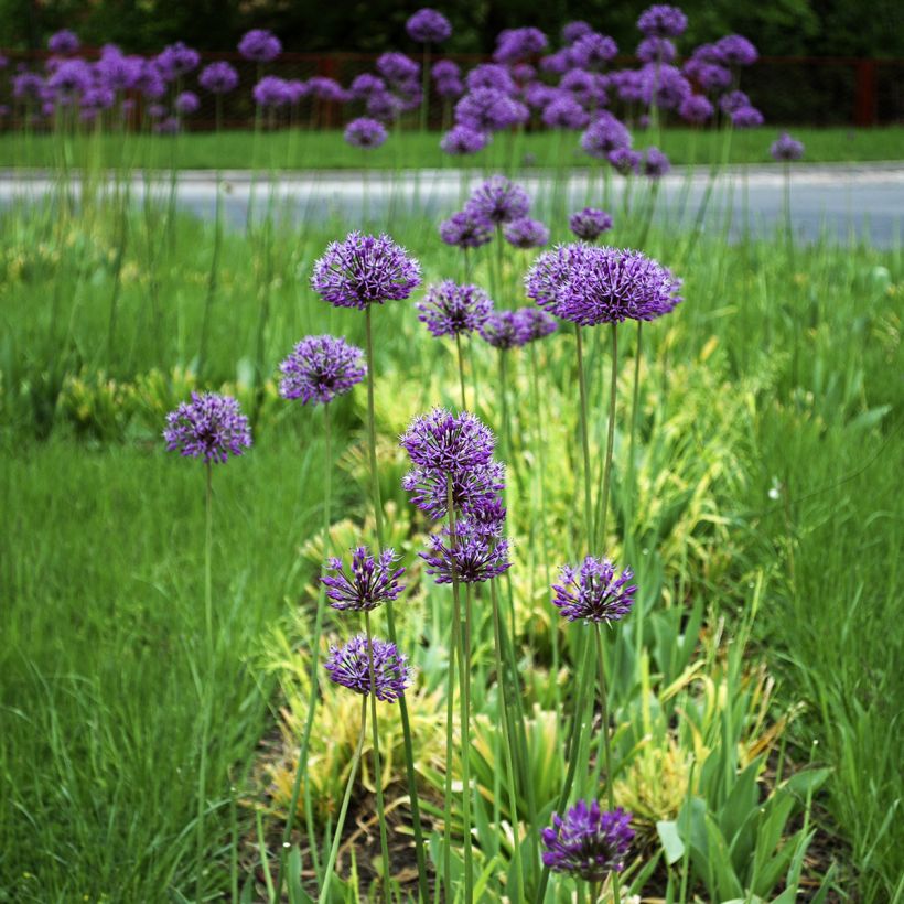 Allium stipitatum Violet Beauty (Hábito)