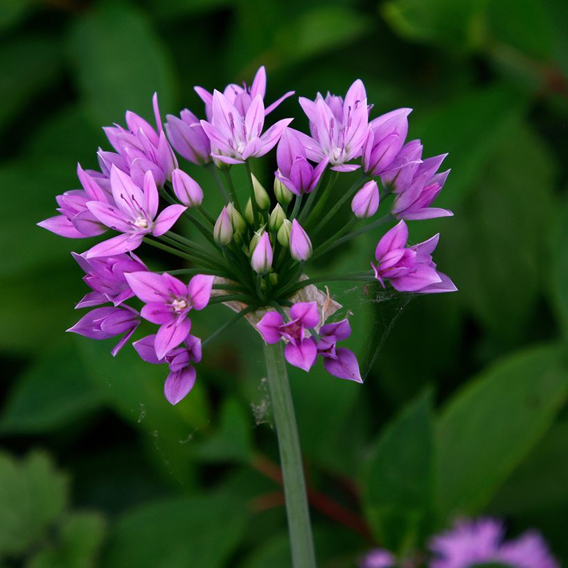 Allium unifolium Eros (Floração)