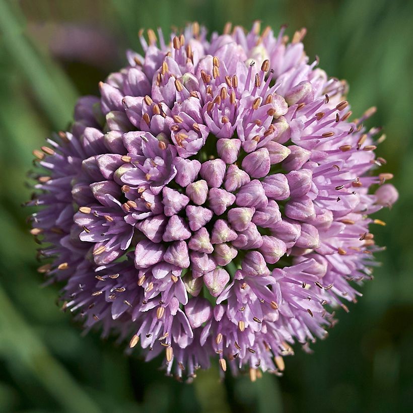 Allium senescens Avatar (Floração)