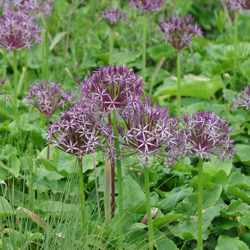 Allium christophii em sementes (Hábito)