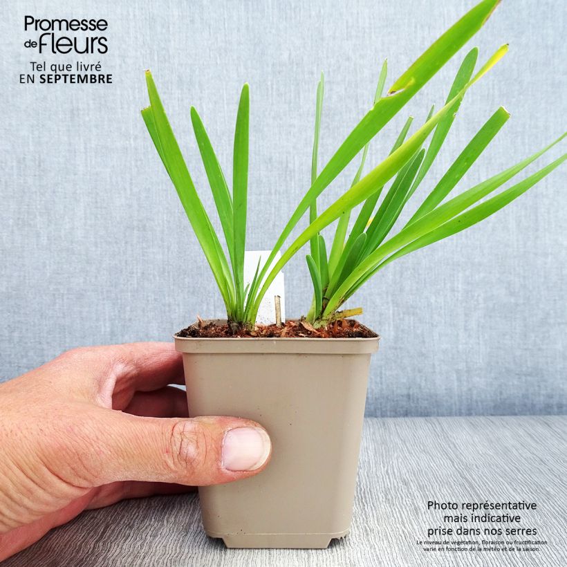 Amostra de Allium Serendipity Vaso de 8/9 cm tal como entregue no outono