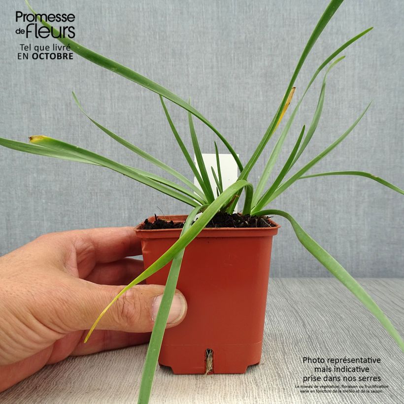 Amostra de Allium senescens Avatar Vaso de 7/8 cm Calibre I tal como entregue no outono