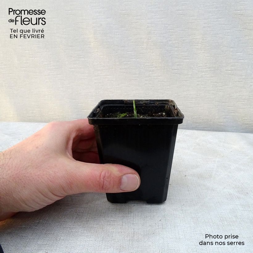 Amostra de Ail des Ours - Allium ursinum Vaso de 7/8 cm tal como entregue no inverno