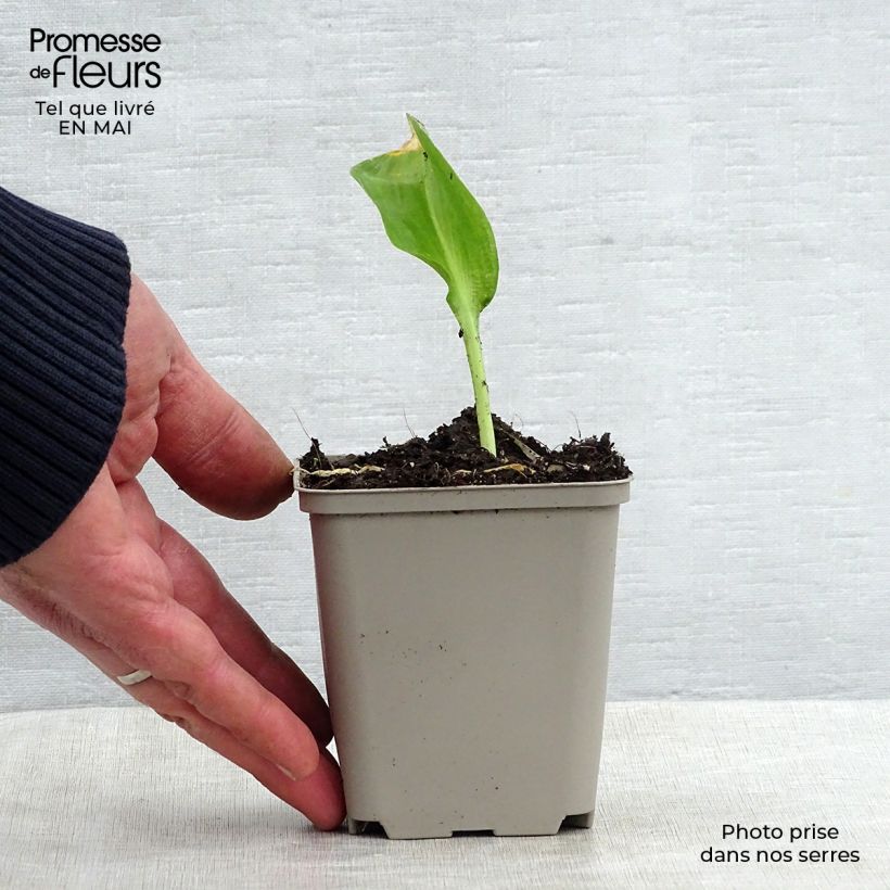 Amostra de Alho dos ursos - Allium ursinum Vaso de 7/8 cm tal como entregue na primavera