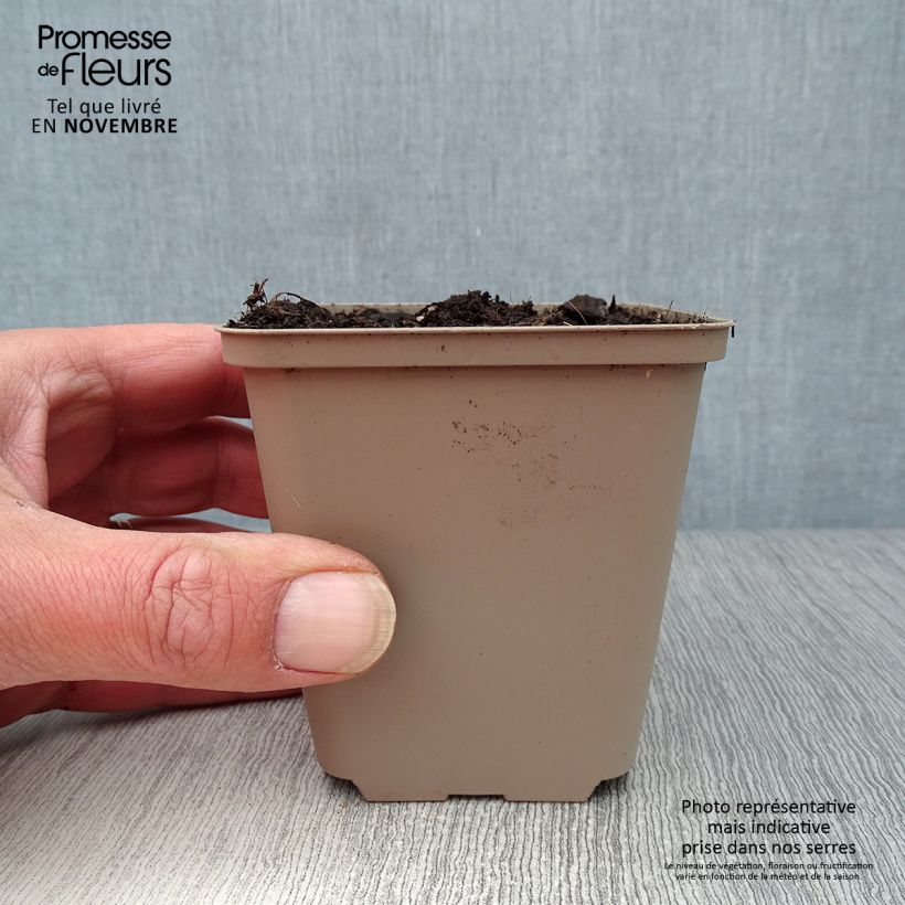 Amostra de Alho dos ursos - Allium ursinum Vaso de 7/8 cm tal como entregue no outono