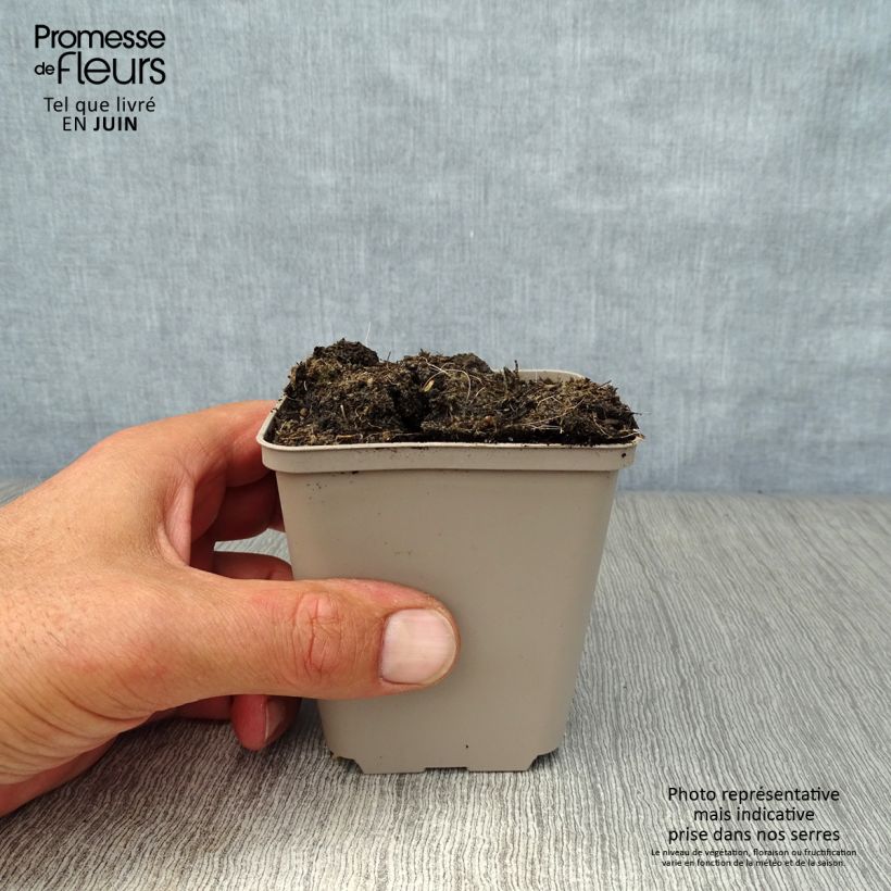 Amostra de Alho dos ursos - Allium ursinum Vaso de 7/8 cm tal como entregue no verão