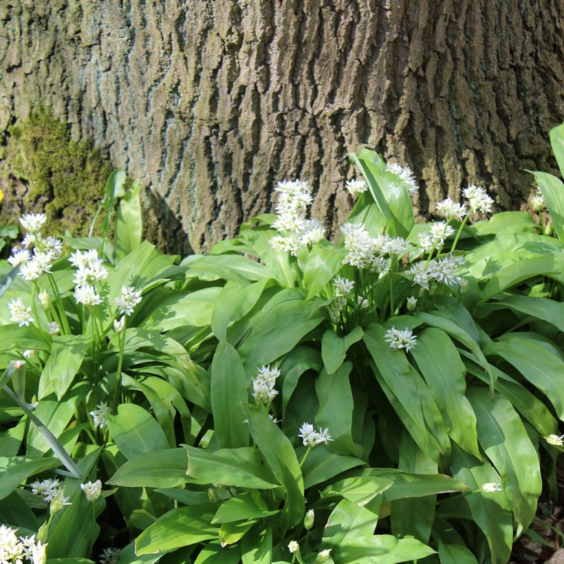 Alho dos ursos - Allium ursinum (Hábito)