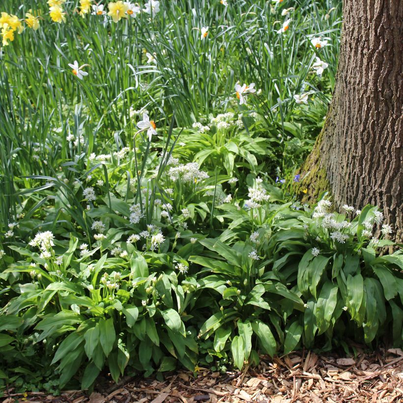 Allium ursinum bolbo (Hábito)