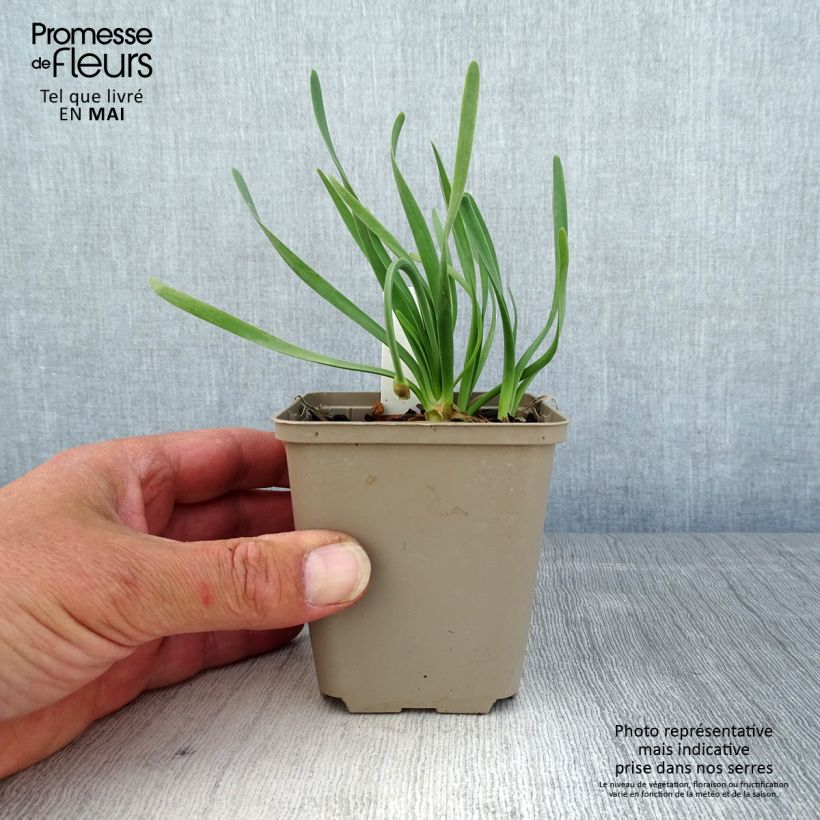 Amostra de Allium Little Sapphire Vaso de 8/9 cm tal como entregue na primavera
