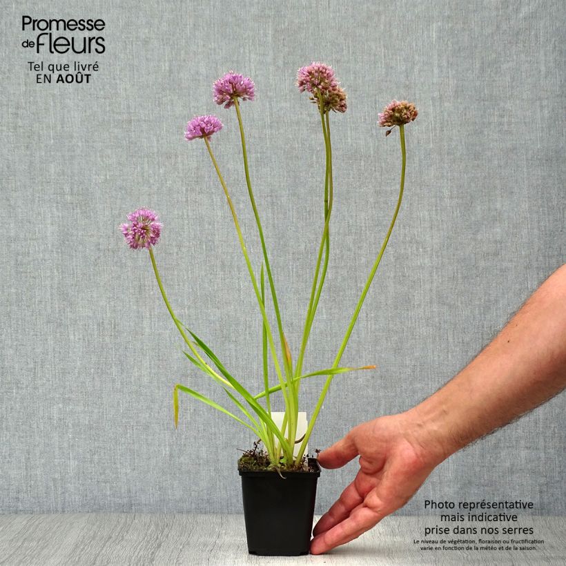Amostra de Allium Millenium Vaso de 8/9 cm tal como entregue no verão