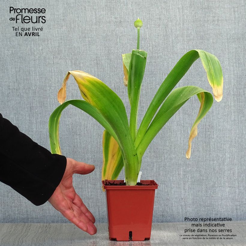 Amostra de Allium Mont Blanc em sementes Vaso de 1 L/1,5 L tal como entregue na primavera