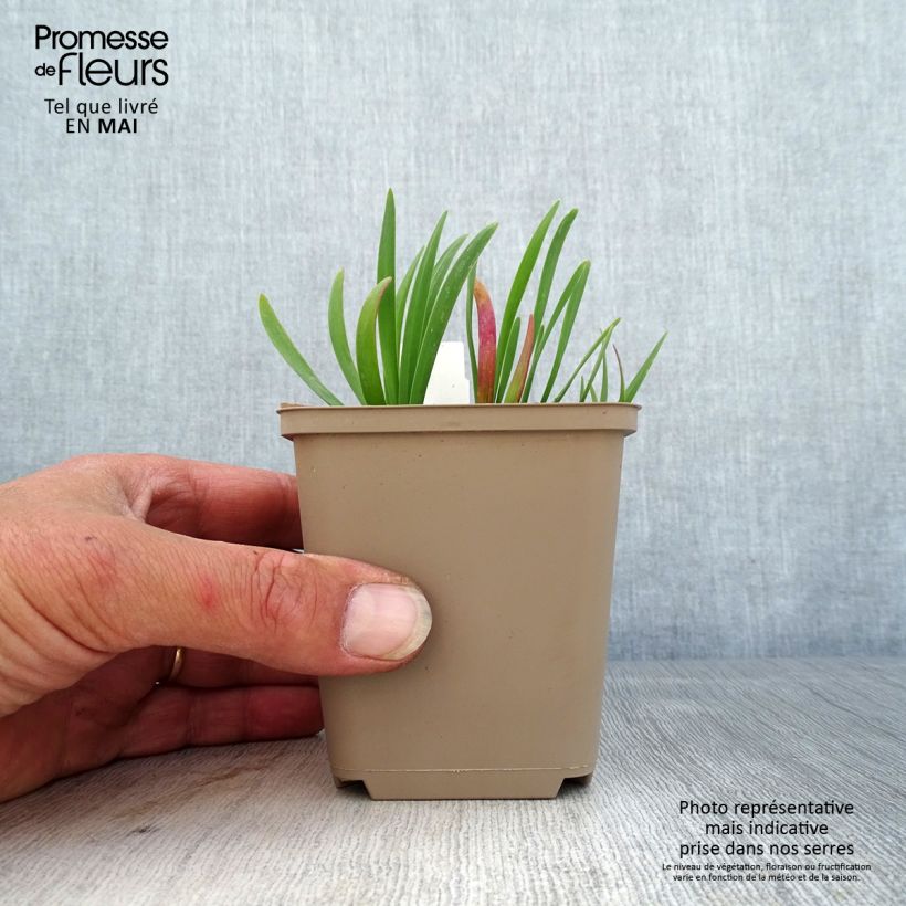 Amostra de Allium Serendipity Vaso de 8/9 cm tal como entregue na primavera