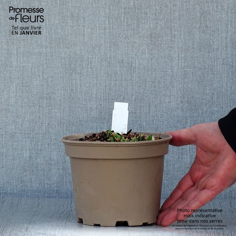 Amostra de Allium Serendipity Vaso de 2 L/3 L tal como entregue no inverno