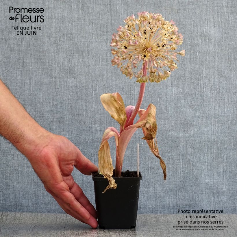 Amostra de Allium karataviense Vaso de 12 cm/13 cm tal como entregue no verão