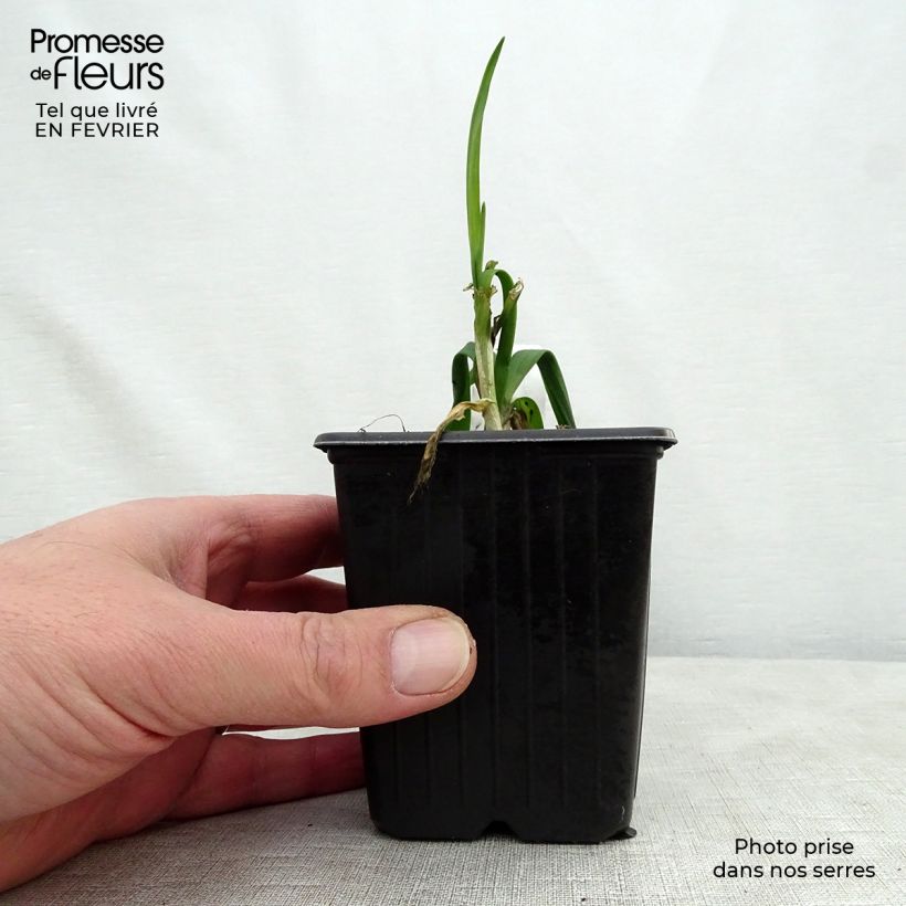 Amostra de Ail rocambole - Allium scorodoprasum Godet de 8/9 cm tal como entregue no inverno