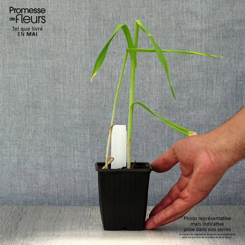 Amostra de Alho rocambole Vaso de 8/9 cm tal como entregue na primavera