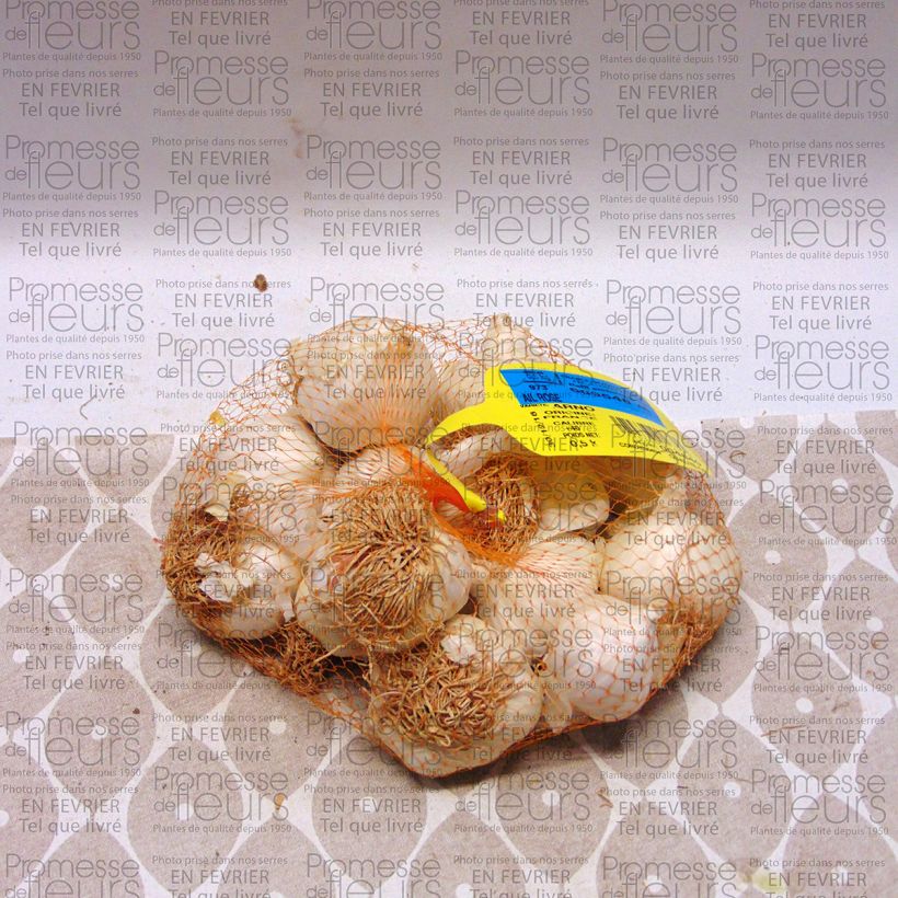 Exemplo de amostra de Ail rose Arno - Allium sativum Pièce Kaliber/Größe 28/40 mm tal como entregue