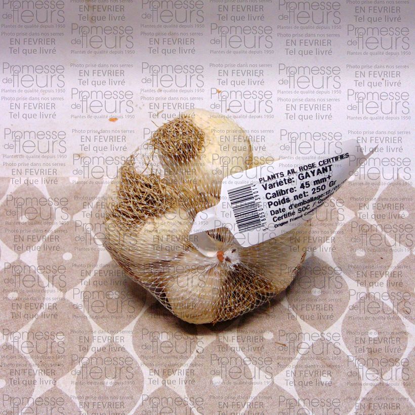 Exemplo de amostra de Ail rose Gayant - Allium sativum en plants Peça Calibre 28/40 mm tal como entregue