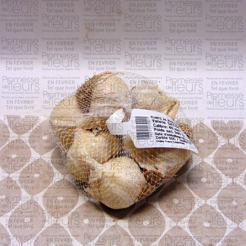 Exemplo de amostra de Ail rose Gayant - Allium sativum en plants Peça Calibre 28/40 mm tal como entregue